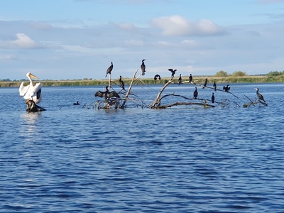 marcel-kok-caravanserai-foto-3-roemenie-pelikanen-en-aalscholvers-in-de-delta-van-de-donau-29-mei-2025